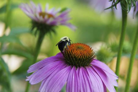 蜜蜂, 紫色, 黛西, 昆虫, 宏观, 授粉, 自然