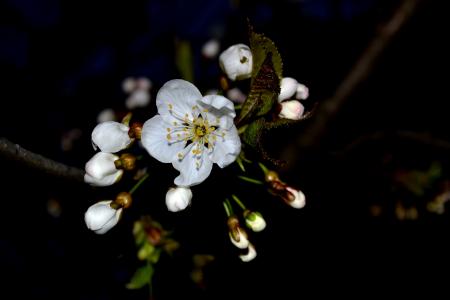 樱花, 春天, 花, 春天的花朵, 白色, 自然, 花香