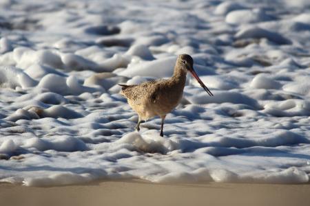 大理石 godwit, 鸟, 水鸟, 海滩, 海岸, 海岸, 海洋