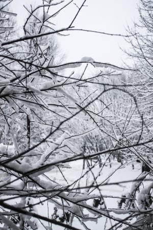 雪, 树, 感冒, 冰, 降雪量, 冻结, 白色