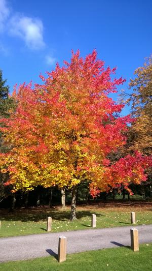 秋天, 叶子, 艾塞克斯, 树, 天空, 蓝色, 红色