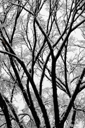 树木, 冬天, 冬天的树, 雪, 分支机构, 森林