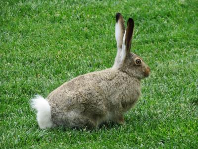 兔子, 野生动物, 动物, 哺乳动物, 小兔子, 野生, 兔-动物