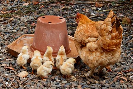 母鸡母亲, 妈妈, 鸡, 年轻, 家庭, 小鸡, 家禽