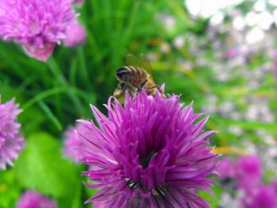 水飞蓟, 植物, 花, 蜜蜂, 授粉, 详细