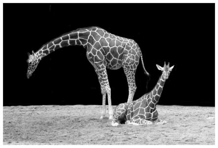 照片, 灰度, 两个, graffes, 长颈鹿, 颈部, 动物