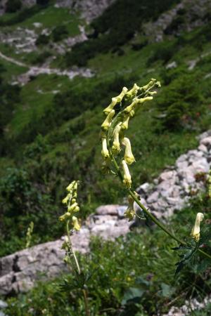 狼-eisenhut, 开花, 绽放, 植物, 黄色, 高山植物, 高山的花