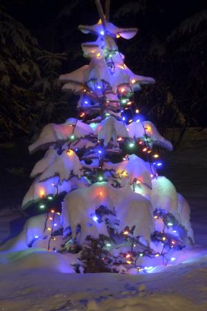 圣诞树, 蓝云杉, 自然, 雪覆盖, 冬天, 赛季, 假日