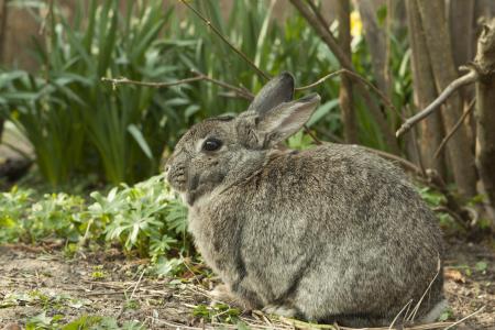 兔子, 小兔子, 春天, 花园, 宠物