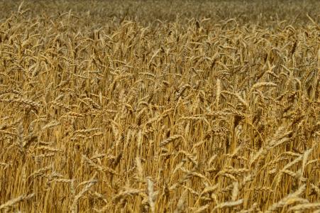 小麦, 玉米穗, 字段, 农业, 农业, 黄色