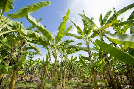香蕉种植园, 非洲, 农业, 自然, 农场, 植物, 叶