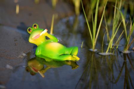 青蛙, 水, 懒, 绿色, 香烟, 两栖类动物, 动物