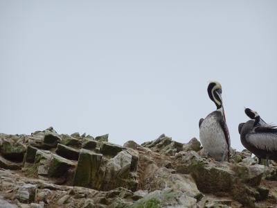 鹈鹕, ballestas 群岛, 秘鲁