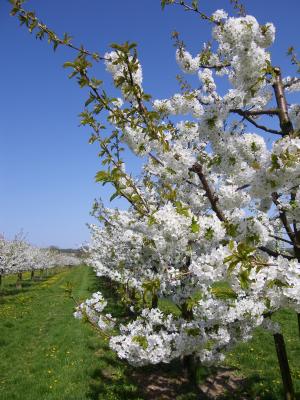 樱花, 樱桃树, 绽放, 果树, 白色, 春天, 自然