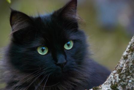 黑猫, 猫, 猫的肖像, 家猫, 宠物, 动物, 可爱