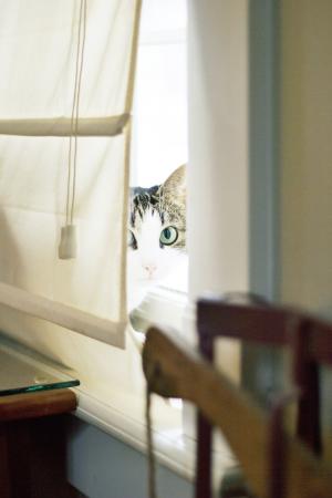 猫, 宠物, 动物, 窗口, 窗帘, 室内, 家庭室内