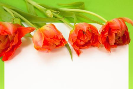 郁金香, 春天, 文本框, 自然, 花, schnittblume, 开花