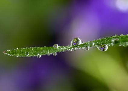 草, 滴眼液, 雨, 绿色, 宏观, 自然, 植物