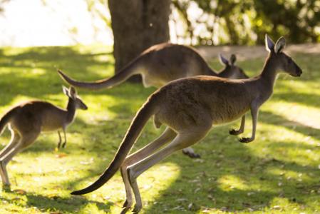 袋鼠, 澳大利亚, 珀斯, 动物, 自然, 野生动物, 哺乳动物