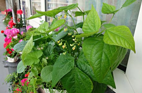 蔬菜, 植物, 作物, 豆子, 厨房花园, 增长, 食品