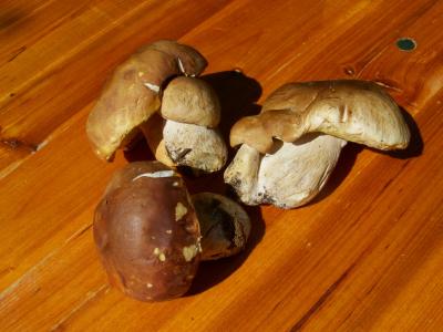 蘑菇, 棕色, 食用
