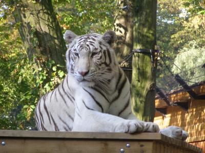白虎休息, 野生动物, 大猫, 动物园, 自然, 野生动物, 动物