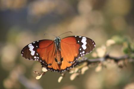 蝴蝶, 自然, 昆虫, 蝴蝶-昆虫, 动物, 动物的翼, 大自然的美