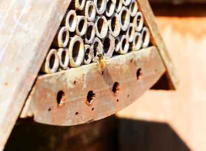 红梅森蜂, 蜂蚁, 蜜蜂, 孤独, 小, 昆虫, 昆虫之家
