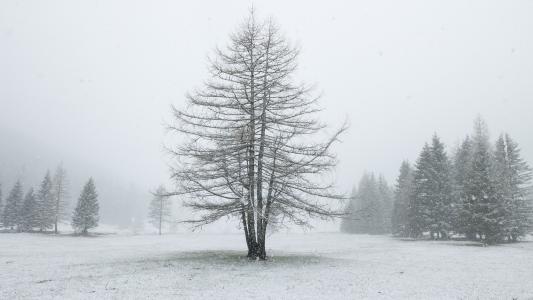 碱性磷酸酶, alm, 冬天, 雪, 草甸, 树, 降雪量