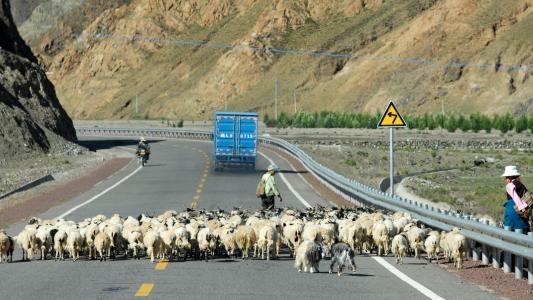 西藏, 山羊, 道路, 乡村生活