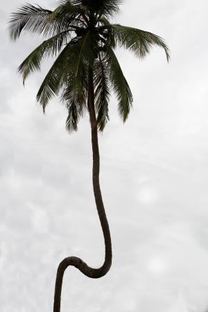 斯里兰卡, 斯里兰卡, 自然, 海, 椰子棕榈, 椰子, 椰子