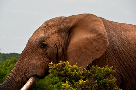 大象, 非洲, 野生动物园, 非洲布什大象, 交配季节, 车辙, 大五人格
