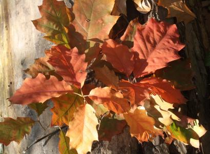 橡树, 橡树叶, 红色, 叶子, 秋天, 出现, 秋天的落叶