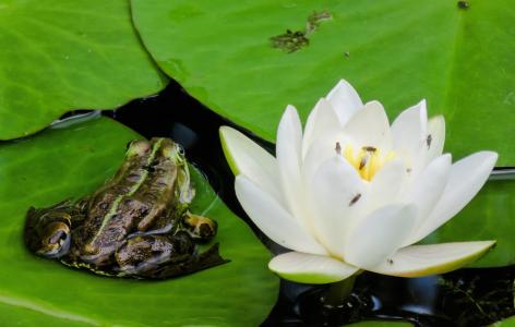 青蛙, 树蛙, 水百合, 开花, 绽放, 叶, 池塘