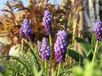 花, 蓝紫色, 草, 春天, 自然