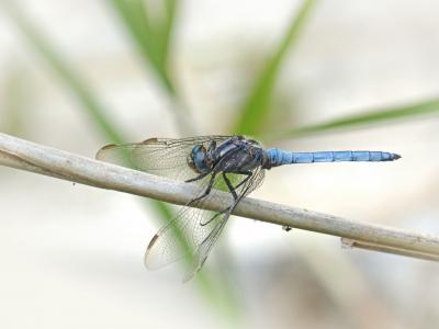 蓝蜻蜓, 有翅膀的昆虫, orthetrum brunneum, 分公司, 湿地, 珀 pruïnós
