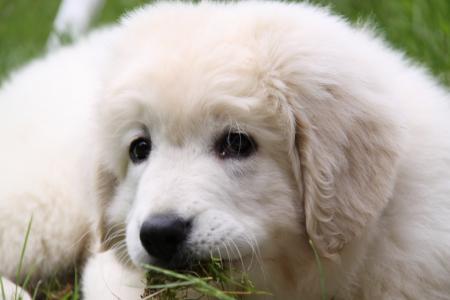 狗, 白色, 伯杰, 戏剧, 草, 可爱, 动物