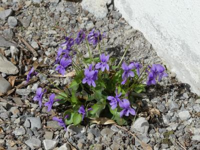 紫罗兰色, 花, 绽放, 生活, 成长, 卵石