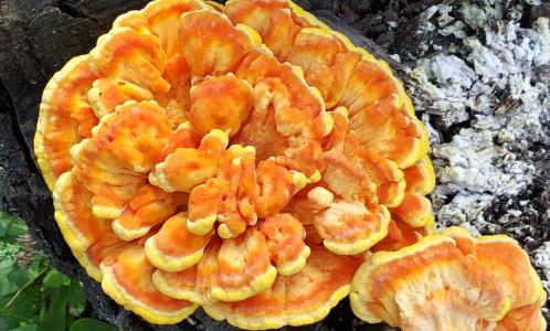 蘑菇, 食用, laetiporus, 橙色