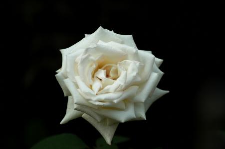 上升, 花, 白玫瑰