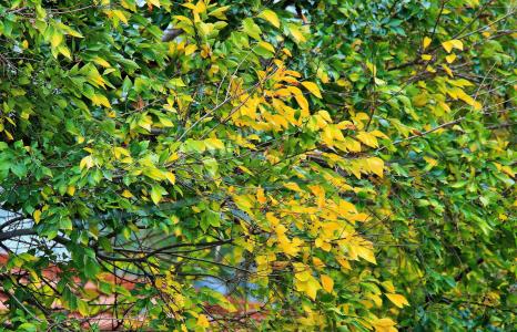 黄叶, 叶子, 绿色, 黄色, 秋天, 树, 白 stinkwood