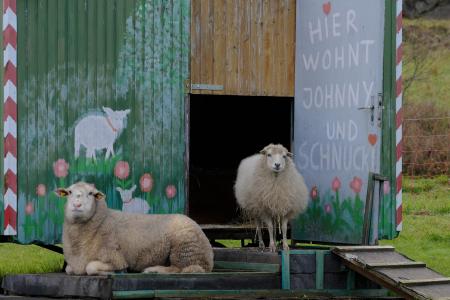 羊, bauwagen, 生活