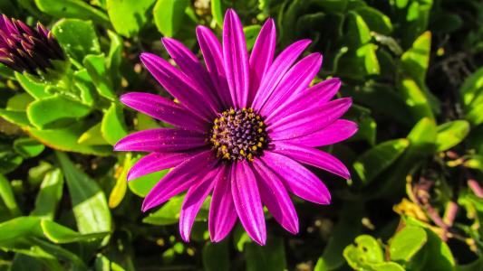 非洲雏菊, osteospermum, daisybush, 花, 紫色, 自然, 春天