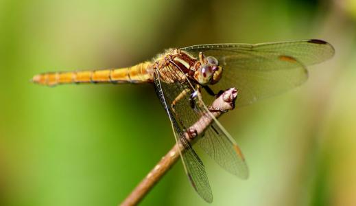 蜻蜓, 昆虫, 宏观, 自然, 一种动物, 野生动物, 在野外的动物