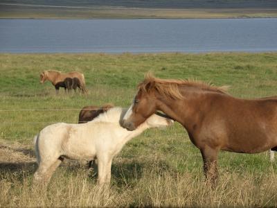 冰岛, 马, 自然, 马, 动物