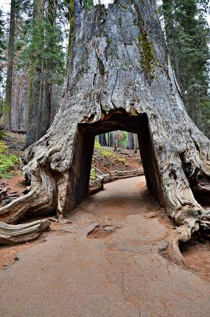 加利福尼亚州, 优胜美地国家公园, 红杉资本, 树, 古代, 风景, 自然