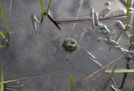 青蛙, 自然, 夏季, 水