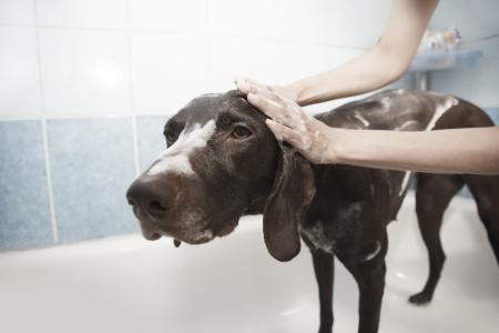 狗, 淋浴, 仪容仪表, 清洁, 浴, 狗浴, 国内卫浴