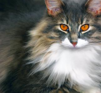猫, 猫科动物, 动物, 猫的眼睛, 宠物, 家养动物, 猫的眼睛