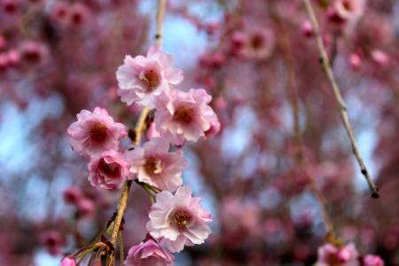 樱花, 花, 自然, 粉色, 春天
